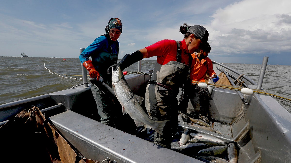 salmon, Alaska